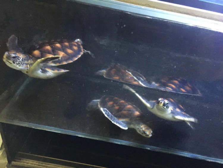 kycom_2017成都嘉祥外国语学校北城分校转学生招生及收费(图2) kycom_2017成都嘉祥外国语学校北城分校转学生招生及收费(图2)