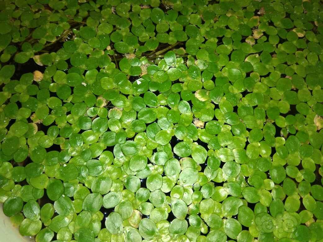 内乡县王场中心小学开展新学期教育扶贫政策宣传家访活动|kycom(图2)